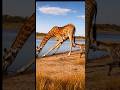 Hyena Got Too Close… The Giraffe Reacted Instantly 😱🦒💥