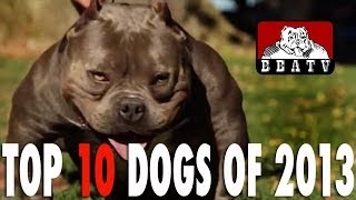 Bbatv Top 10 Dog Videos 2013