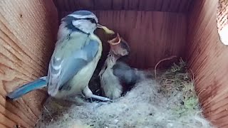 24th May 2021 - Good Day for the Nest Box - Blue tit nest box live camera highlights