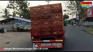 Oleng sampe mosak masik versi l300