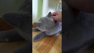 Paula The British Shorthair Kitten | 3 Months Old