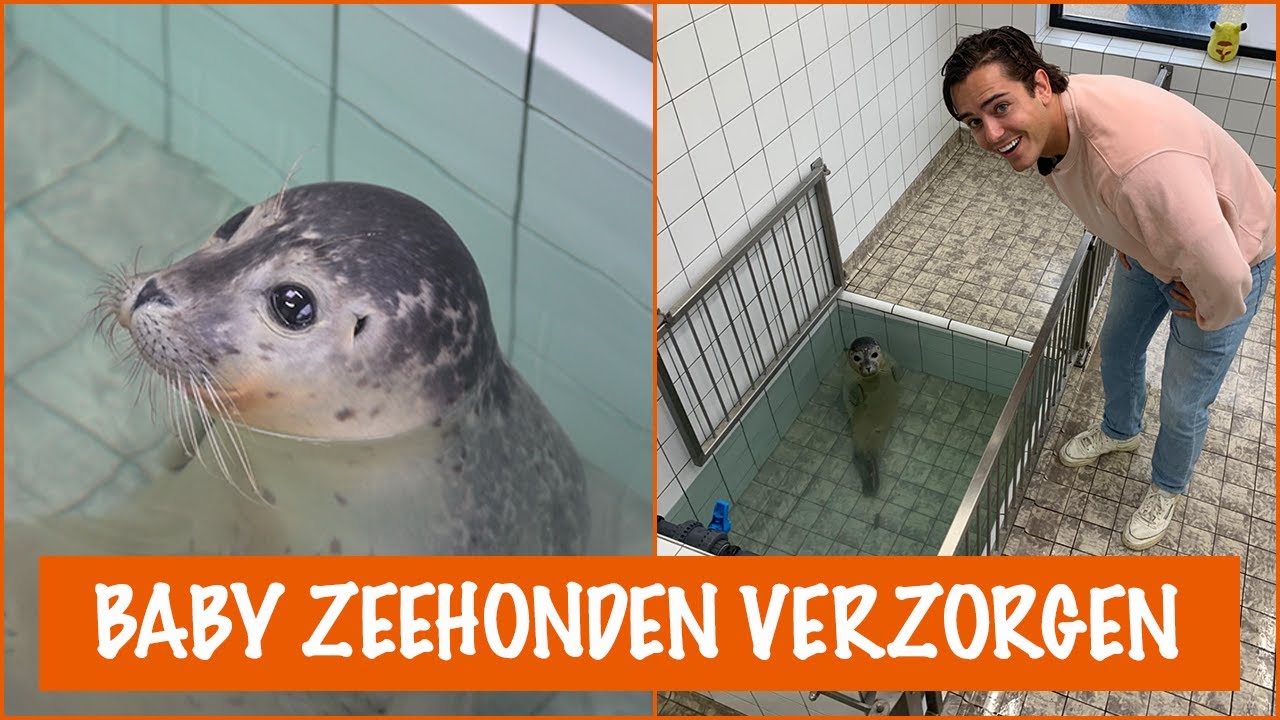 Gewonde zeehondjes voeren in de Ecomare  DierenpraatTV