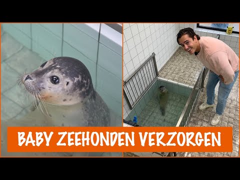 Video: Een geweldig dier - een grijze zeehond