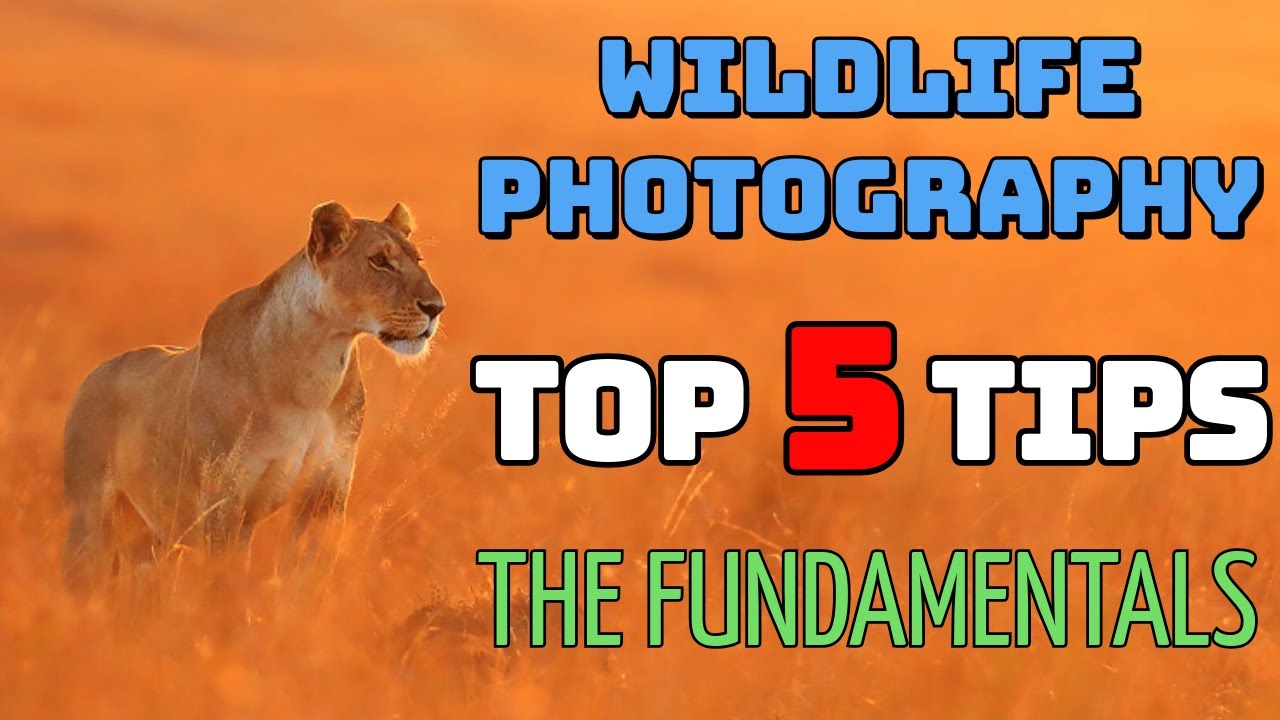 Wildlife Photography Fundamentals: 5 Tips That Actually Work - YouTube
