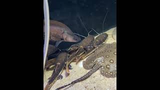 Freshwater Stingrays