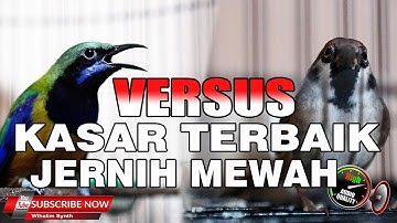 MASTERAN VERSUS TERBAIK MURAI BATU DAN CUCAK IJO MEWAH JERNIH DARI CUCAK CUNGKOK VS GEREJA GACOR