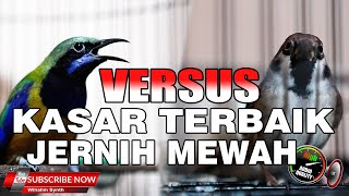 MASTERAN VERSUS TERBAIK MURAI BATU DAN CUCAK IJO MEWAH JERNIH DARI CUCAK CUNGKOK VS GEREJA GACOR