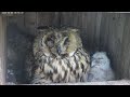 2 Owlets with one-eye injured Mom - Long-eared Owls RELOADED (Tiszalök, Hungary) - 6/6/2023
