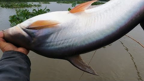 Thả Câu Cá Tra Mồi Bần Hốt Cặp Cá Khũng Hơn 12kg /Định Nguyễn Hậu Giang