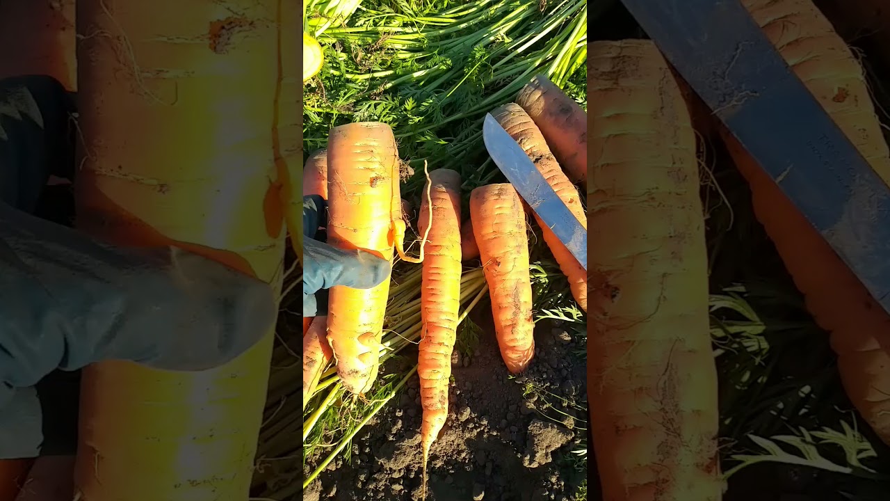 Хранение корнеплодов