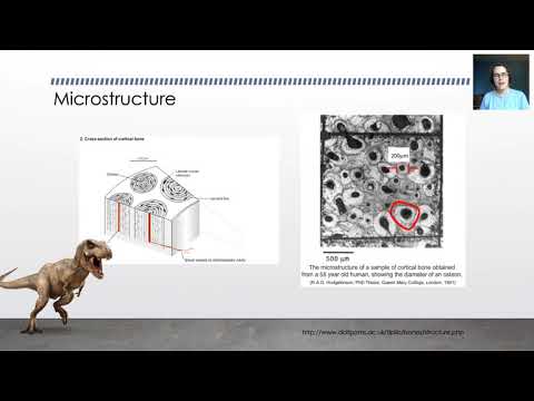 Biomechaniccs - Bone - Basic Mechanics