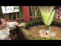 高知県立牧野植物園で世界一臭い花が開花 の動画、YouTube動画。