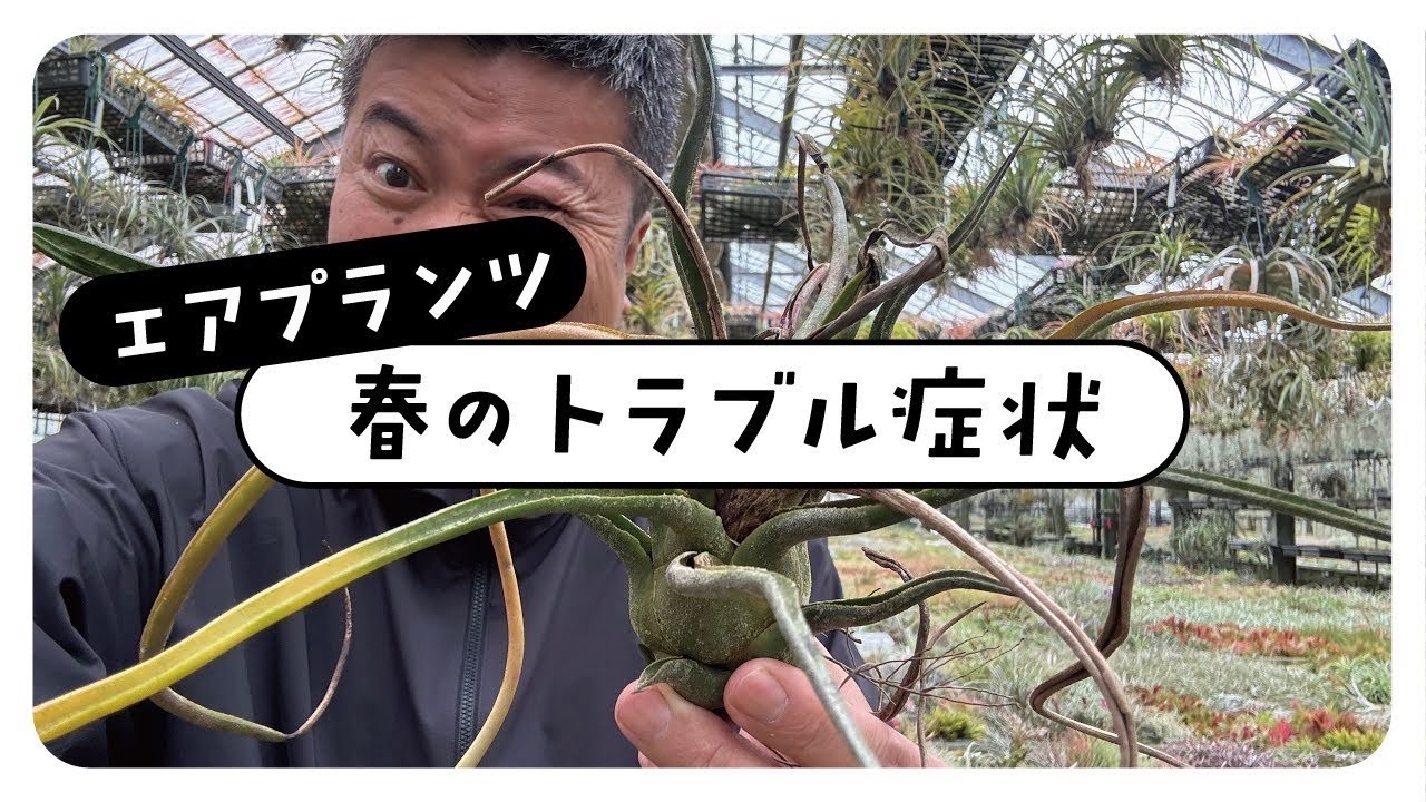 春におきるエアプランツのトラブル⁉️を解説