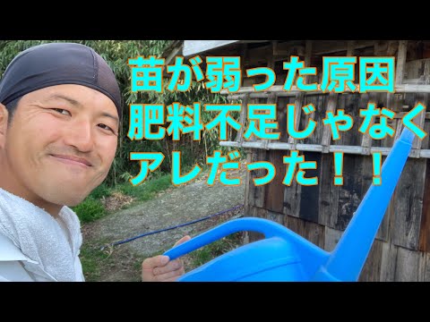 ⑦苗が弱ったら、肥料よりもまず水をたっぷりあげて2023.4.10