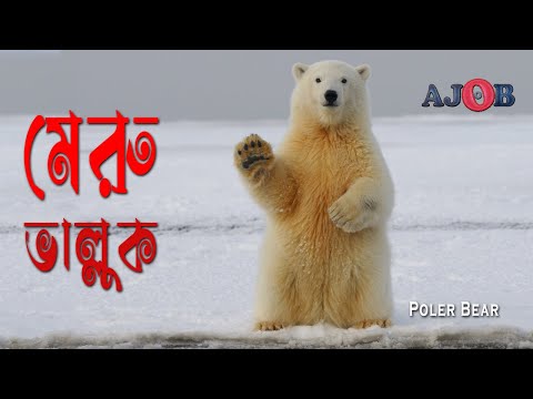 ভিডিও: কিভাবে একটি মেরু আরোহণ