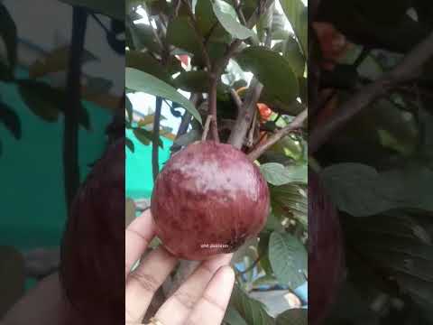 ப ட ர ட ரக க ய ய ச க பட ச ய யல ம கர ப ப கலர ல க ய ய பழம Cultivation Beetroot Guava