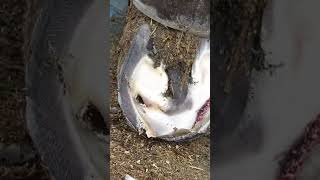 Satisfying Donkey Hoof Trimming #asmr #donkey #farrier #hooftrimming #satisfying #oddlysatisfying
