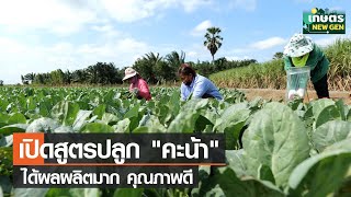 เปิดสูตรปลูกคะน้าได้ผลผลิตมาก คุณภาพดี มีตลาดรองรับ | เกษตรนิวเจน