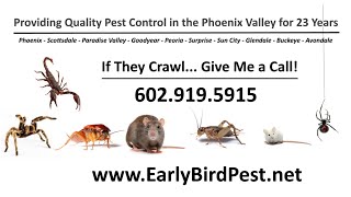 #Cave #Creek #Pest #Control #Exterminator Scorpions Spiders Rats Bed Bugs Ants #Carefree Arizona
