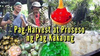 Pag Harvest at Process ng Kaong  Saan ba nag mula ang Kaong?
