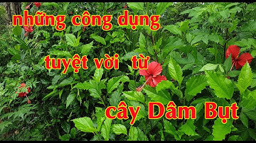 Tác dụng hoa Dâm bụt theo khoa học hiện đại
