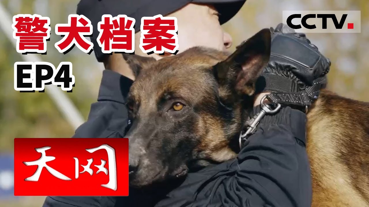 《天网》“我的眼里只有你”人犬合一 他们是亲密无间的战友《警犬档案》EP4 20220210 | CCTV社会与法
