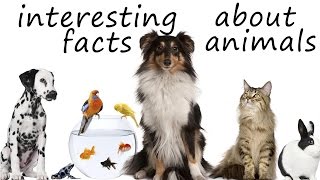 Amazing Facts About Animals For Kids | 5 Mind Blowing Facts You Didn't Know About Animals