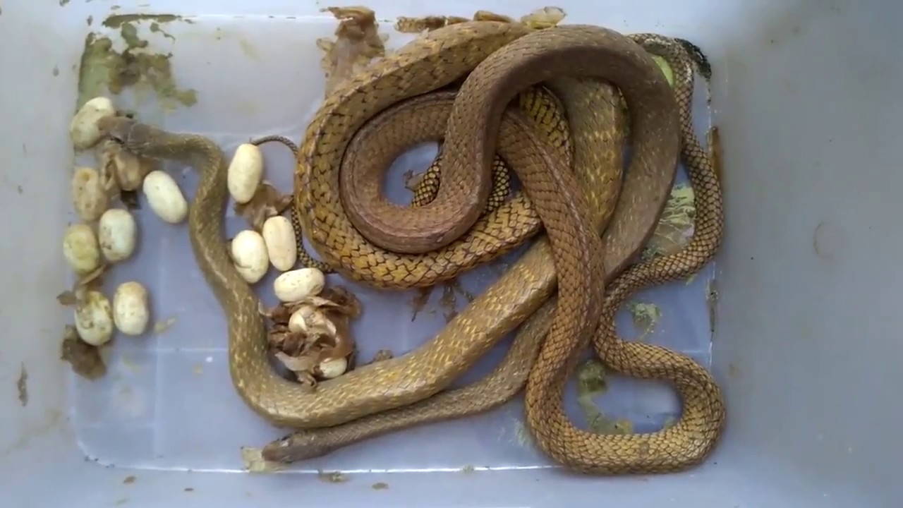 Female of the Rat Snake Lay the Eggs YouTube