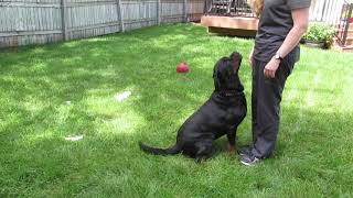 Resource Guarding: Using Obedience To Change Behavior
