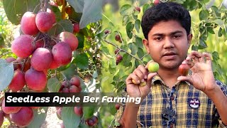Add SeedLess Apple Ber Plant in Your Farm & Get Lot of Fruit From Apple ber Farm-It's Proven Technic