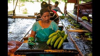 Come On In to Coobana Fairtrade Banana Plantation | Fairtrade