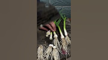 RT 817373760800034 mini rotary tillage and ridging all-in one tree 🌲 short view #rogator #rotarymowe