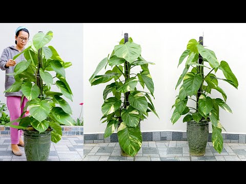 Videó: A pénznövények szeretnek gyökérhez kötni?