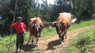 boyero trio cocomarola.wmv
