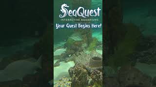 An aquarium in a Mall?  SeaQuest Woodbridge NJ #shorts #seaquest #aquarium