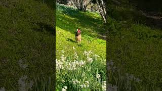 They Froze When They Saw Me Wild Deer In The Azores