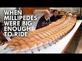 Millipedes Used To Be Big Enough To Ride