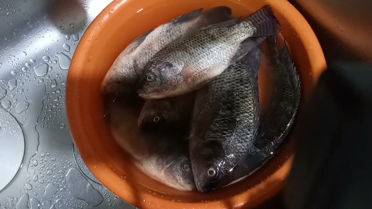 طريقة عمل سمك بلطى