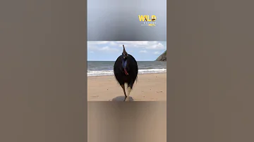 Cassowaries - Animal documentary #wildanimals #nature #documentary #wildnaturehdtv
