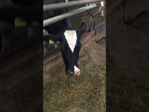 ابقار الحليب الفريزيان