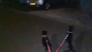 Couple Of Patterdale Terriers. On The Lookout For Cats And Stonemartens. Black Fell Estacado Obscura