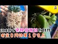 発根剤を買うな！6種類の発根促進剤を自作、お金を節約する方法、少しだけで葉挿が100%成功｜花子