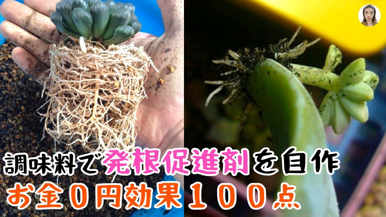 Don't buy rooting agents! Make your own 6 types of rooting agents