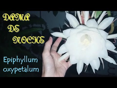 Cactus DAMA DE NOCHE (Epiphyllum oxypetalum) (I)
