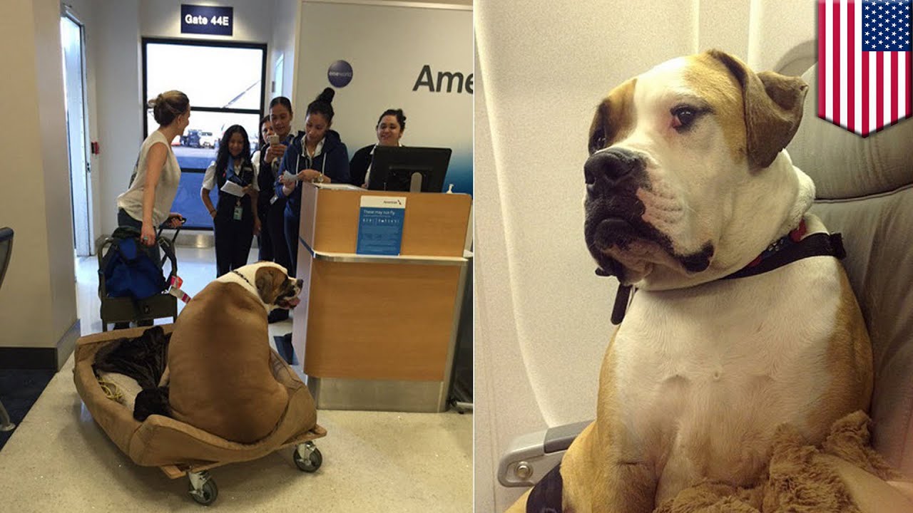 25 things to know before bringing your dog on a plane certapet