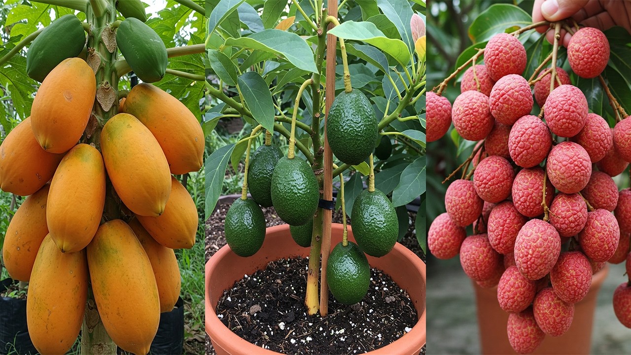 🔴LIVE: How to Propagate Papaya, Avocado, Lychee, and Mango Trees FASTER Than Ever Before! #live