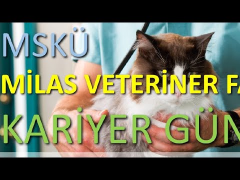 Video: Köpeğinizin Oturabilmesi Zorluğu Varsa Veterinerinizi Görün