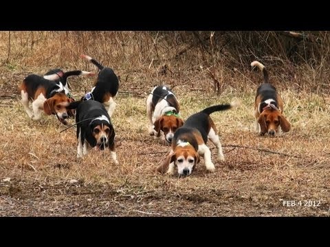 Skyview's Beagles Rabbit Hunt With Fortier And Reed No SHow Ron