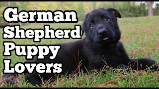 If You LOVE German Shepherd Puppies, You'll LOVE This Video!!!   GSM by German Shepherd Man Official Channel 1,553 views 3 months ago 2 minutes, 33 seconds