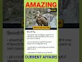 HIMALAYAN VULTURE